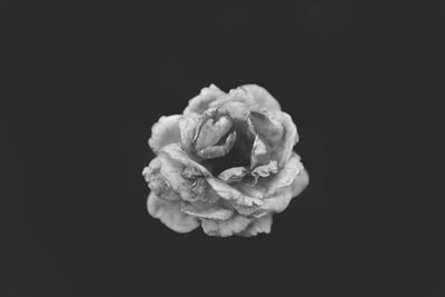 灰度摄影的玫瑰
